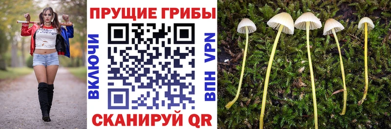 Галлюциногенные грибы Psilocybine cubensis  Шилка 